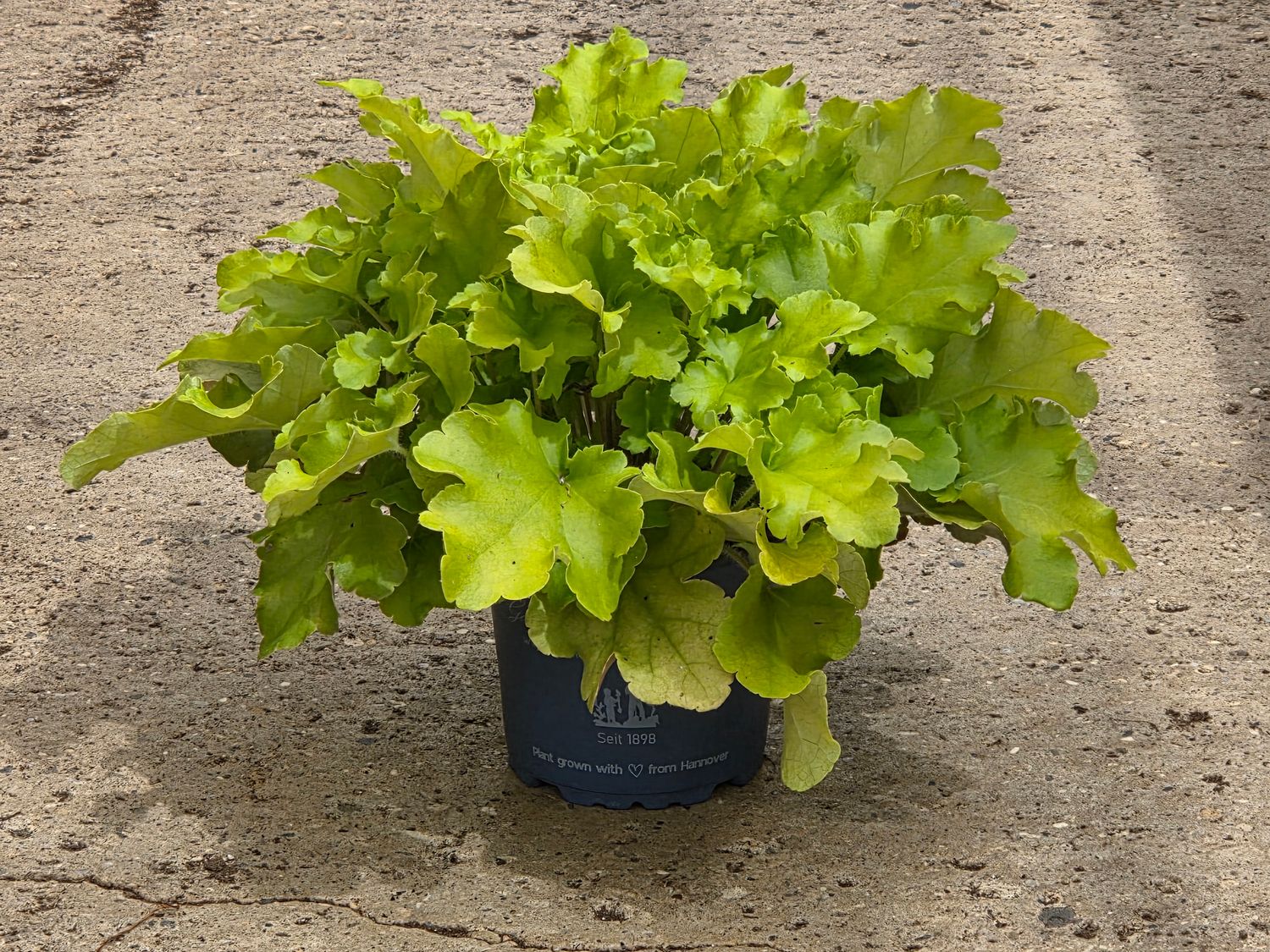 Heuchera &#39;Lime Marmalade&#39;