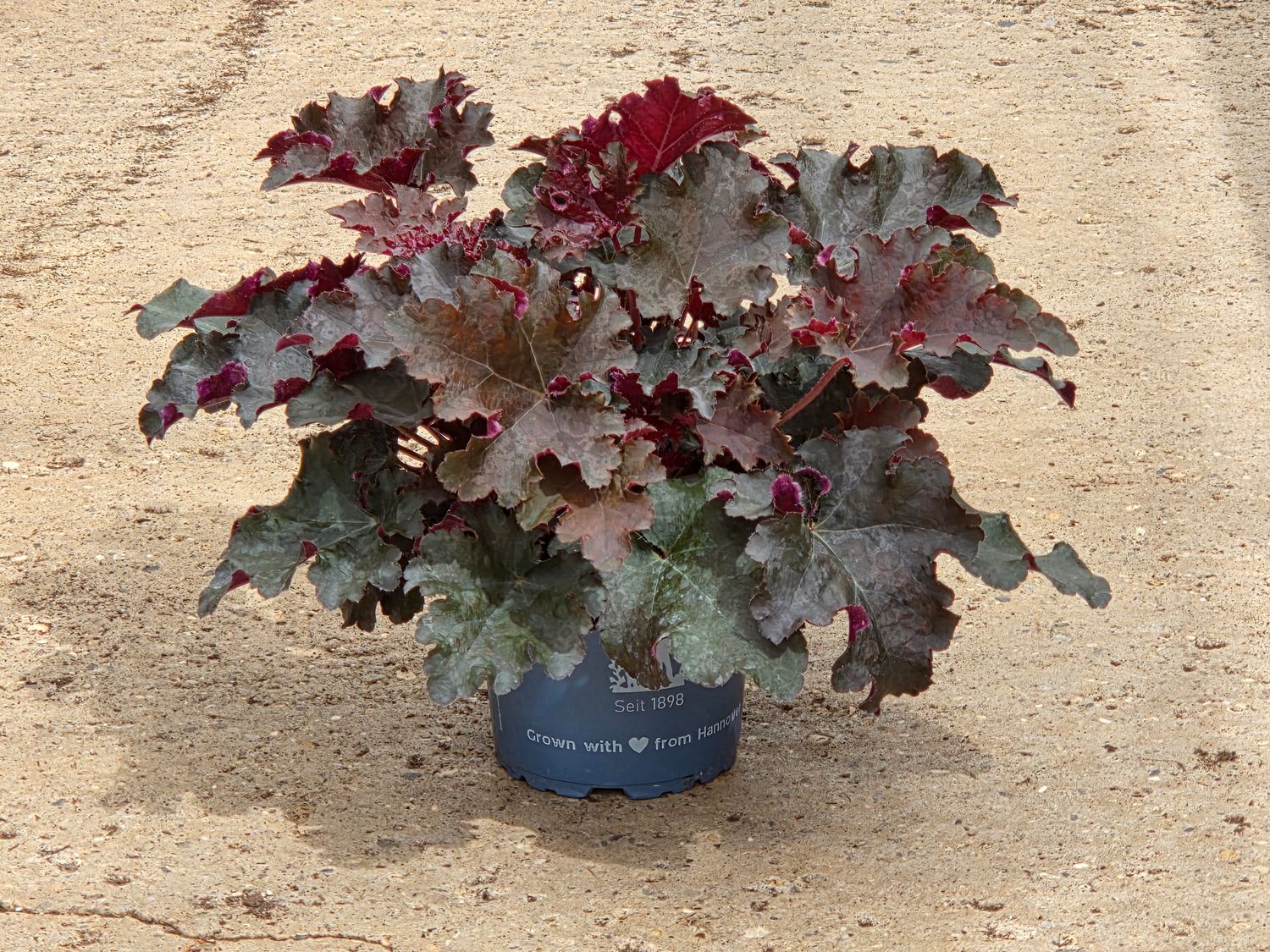 Heuchera &#39;Purple Petticoats&#39;