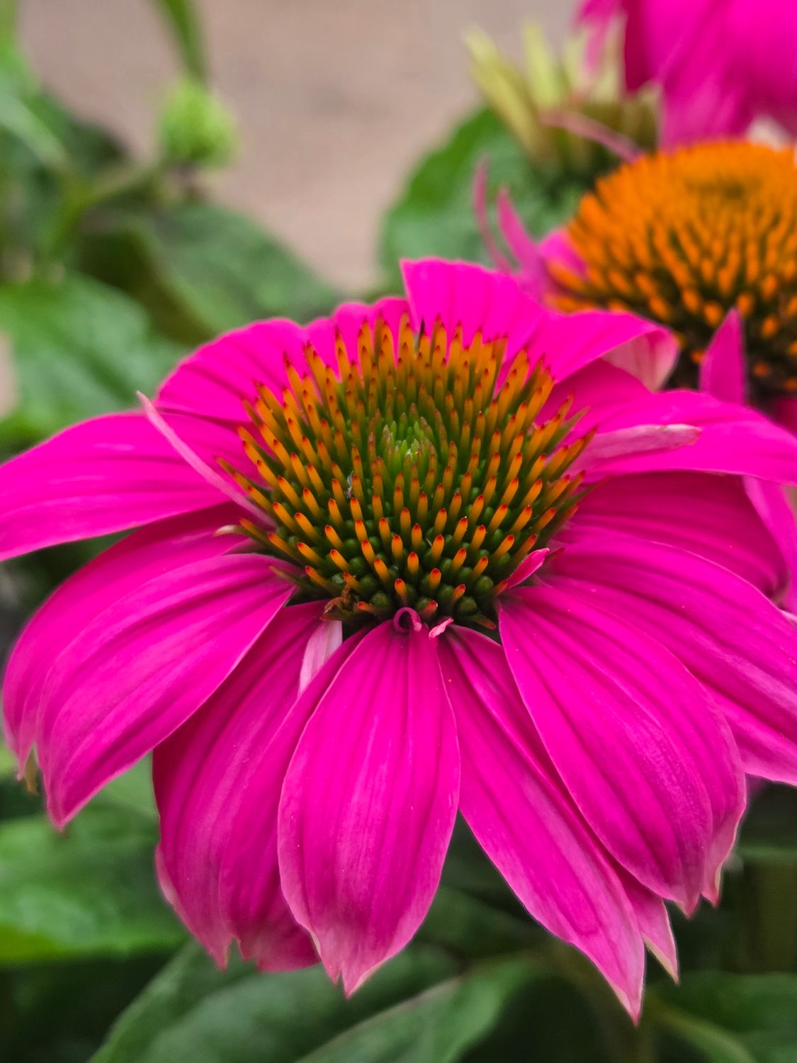 Sonnenhut &#39;Wild Berry&#39;