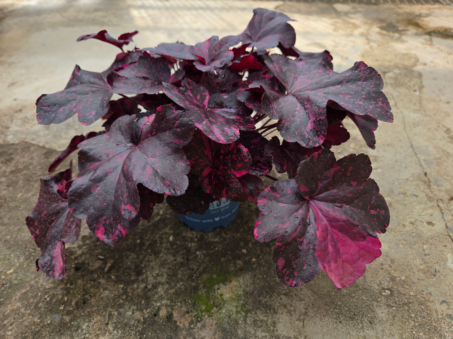 Heuchera &#39;Midnight Rose&#39;