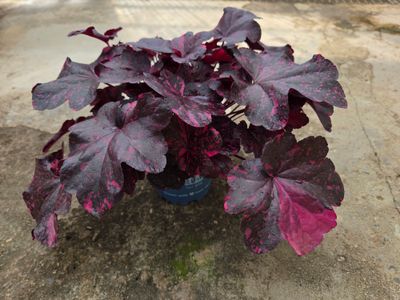 Heuchera &#39;Midnight Rose&#39;