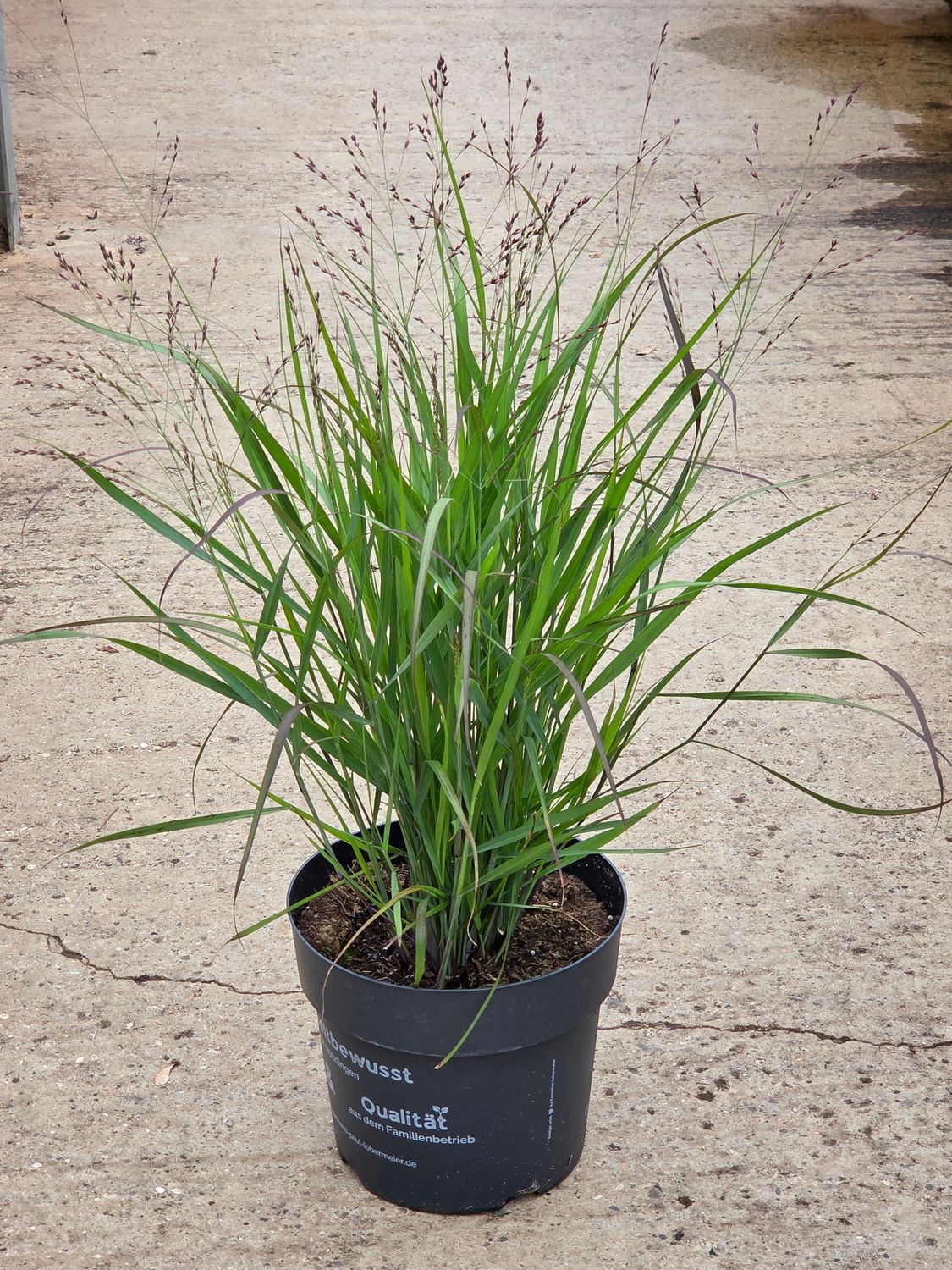 Panicum virgatum &#39;Purple Tears&#39;
