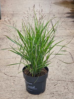 Panicum virgatum &#39;Purple Tears&#39;