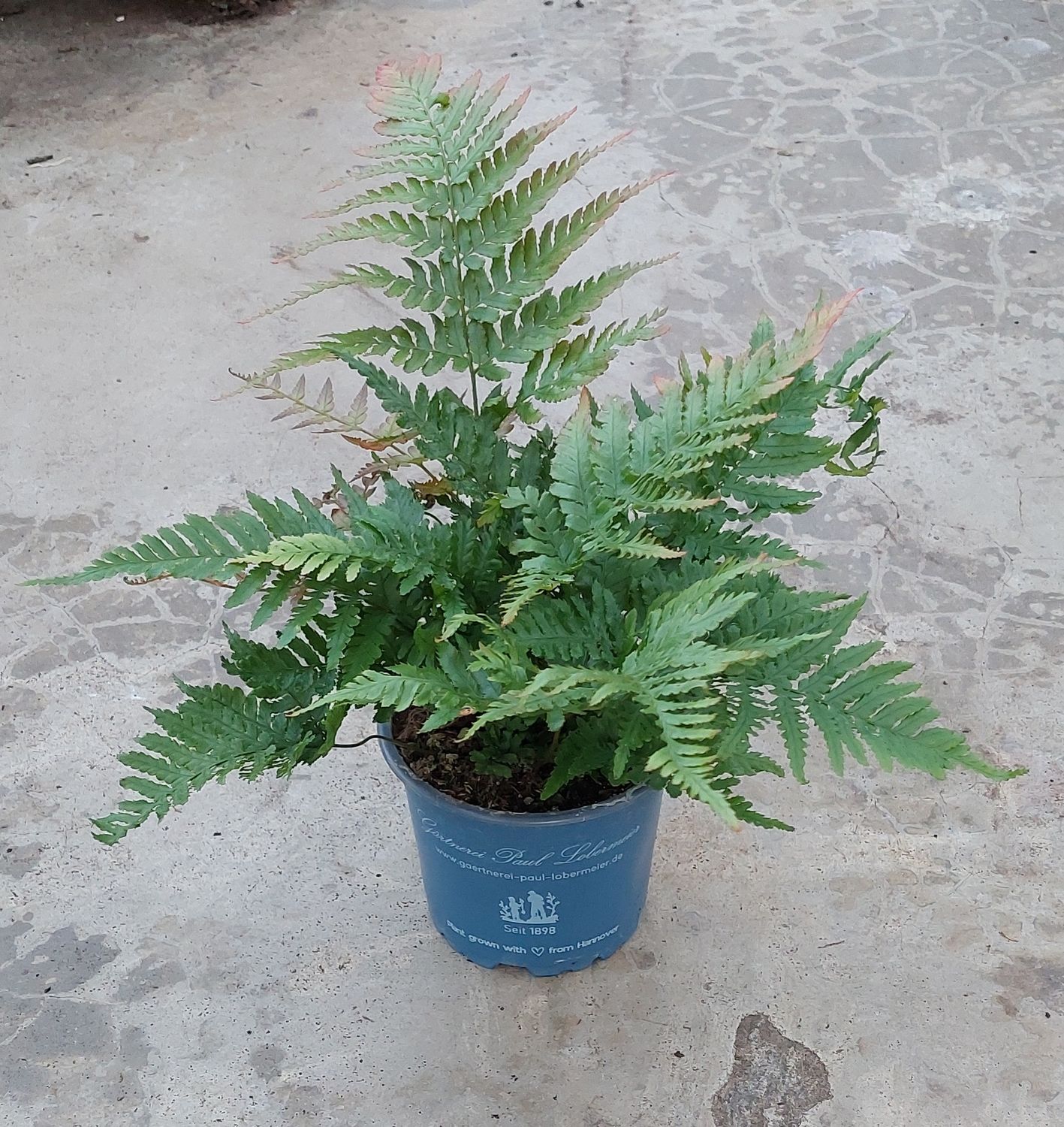 Farn 'Rotschleierfarn'
