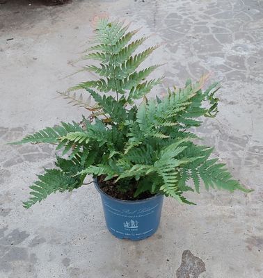 Farn 'Rotschleierfarn' Farn 'Rotschleierfarn'