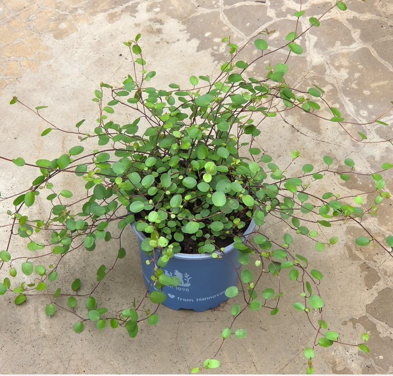 Muehlenbeckia