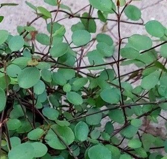 Muehlenbeckia