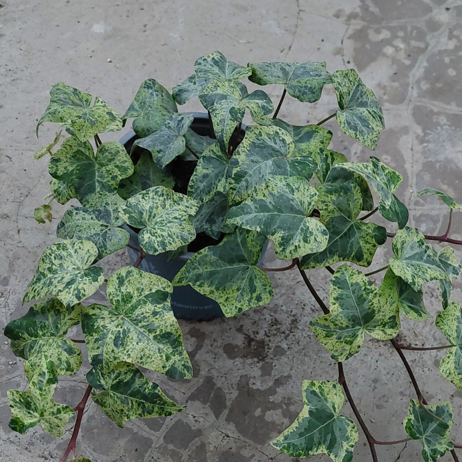Efeu 'Luzii'