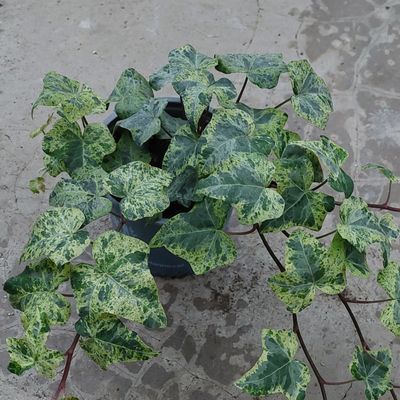 Efeu 'Luzii' Efeu 'Luzii'