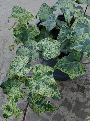 Efeu 'Luzii'