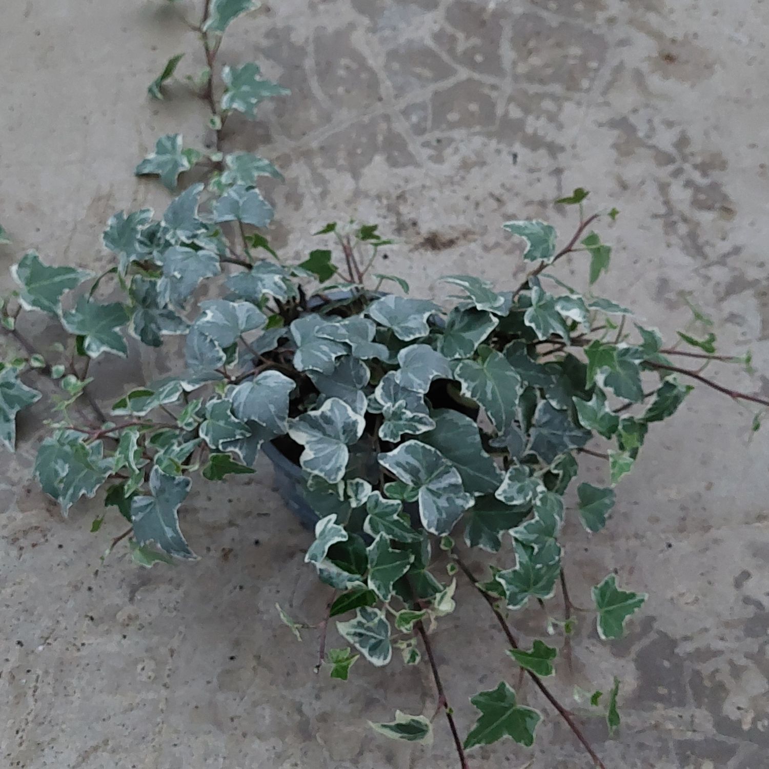 Efeu 'Glacier'