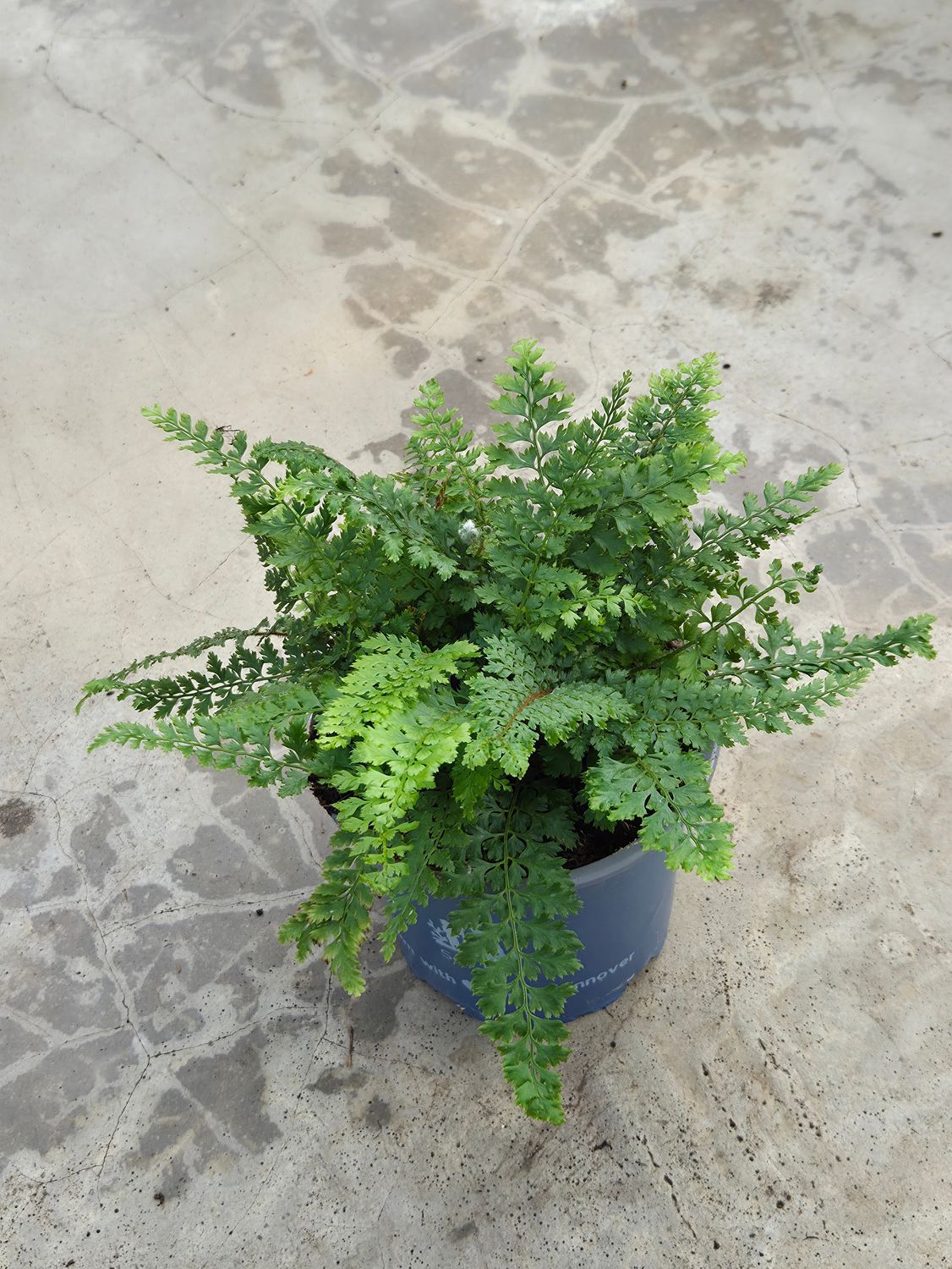 Farn Schildfarn 'Herrenhausen'