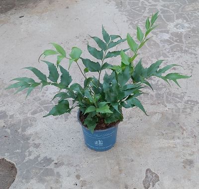 Farn 'Sichelfarn' Farn 'Sichelfarn'