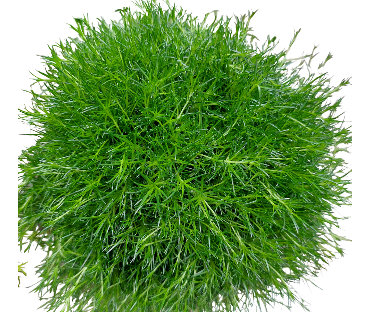 Sternmoos dunkelgrün