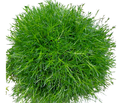 Sternmoos dunkelgrün