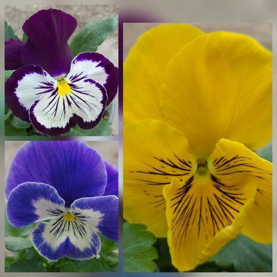 Viola wittrockiana Cats F1