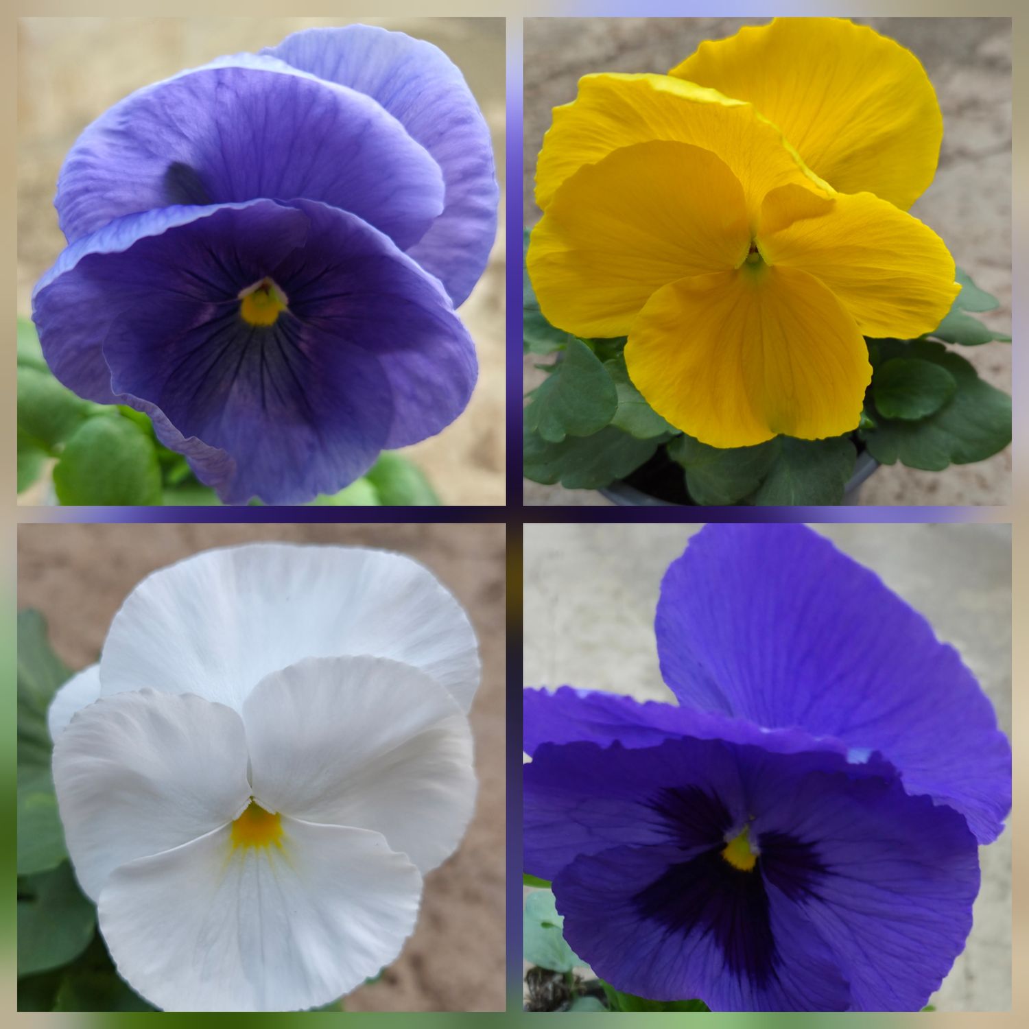 Viola wittrockiana Carneval F1