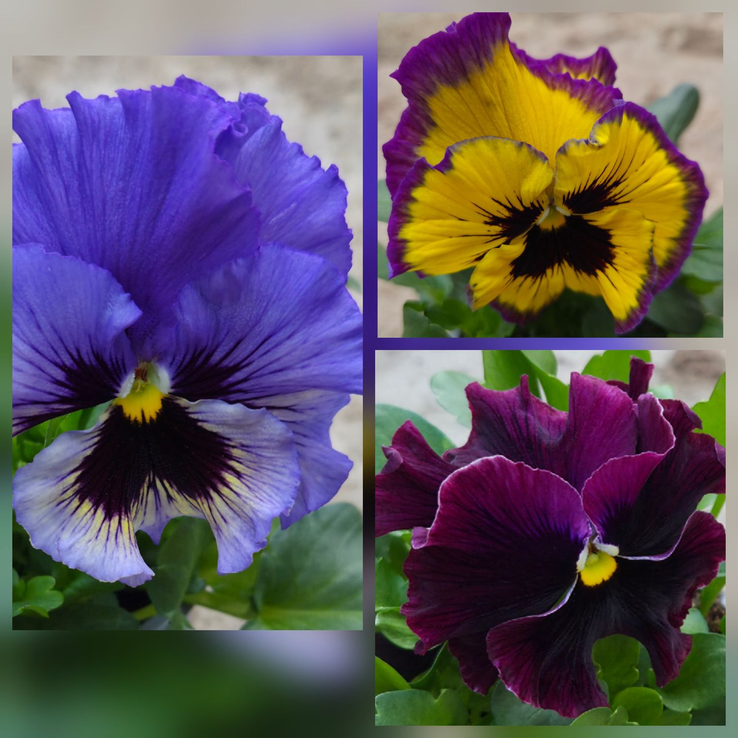 Viola wittrockiana Orchi F1