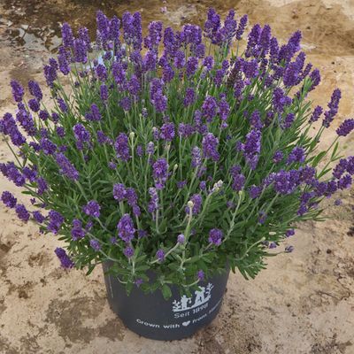 Lavendel Container 'Spear Blue'