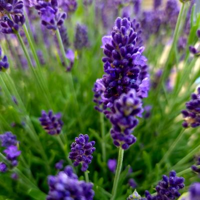 Lavendel Container 'Spear Blue'