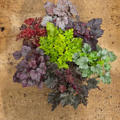 Heuchera
