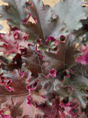 Purple Petticoats