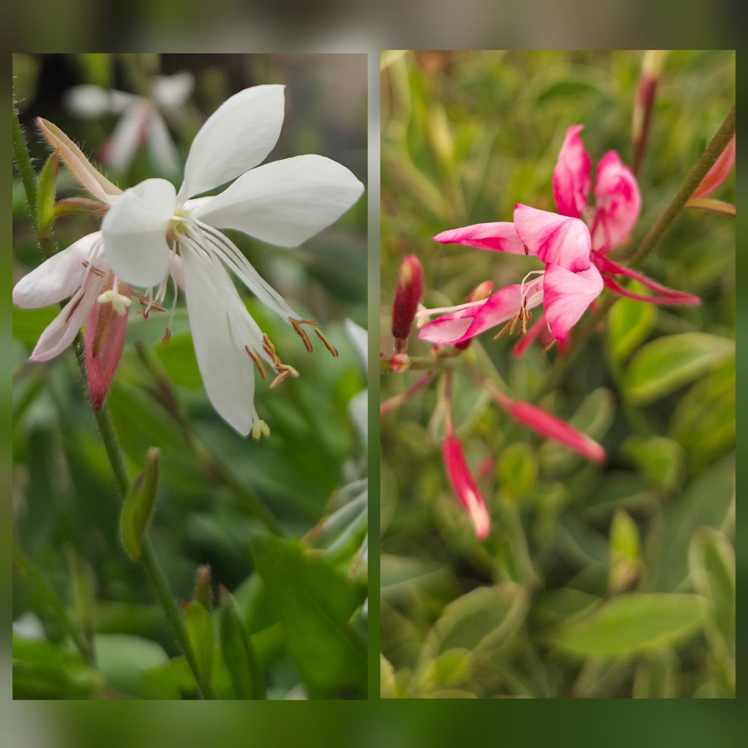 Gaura Container groß