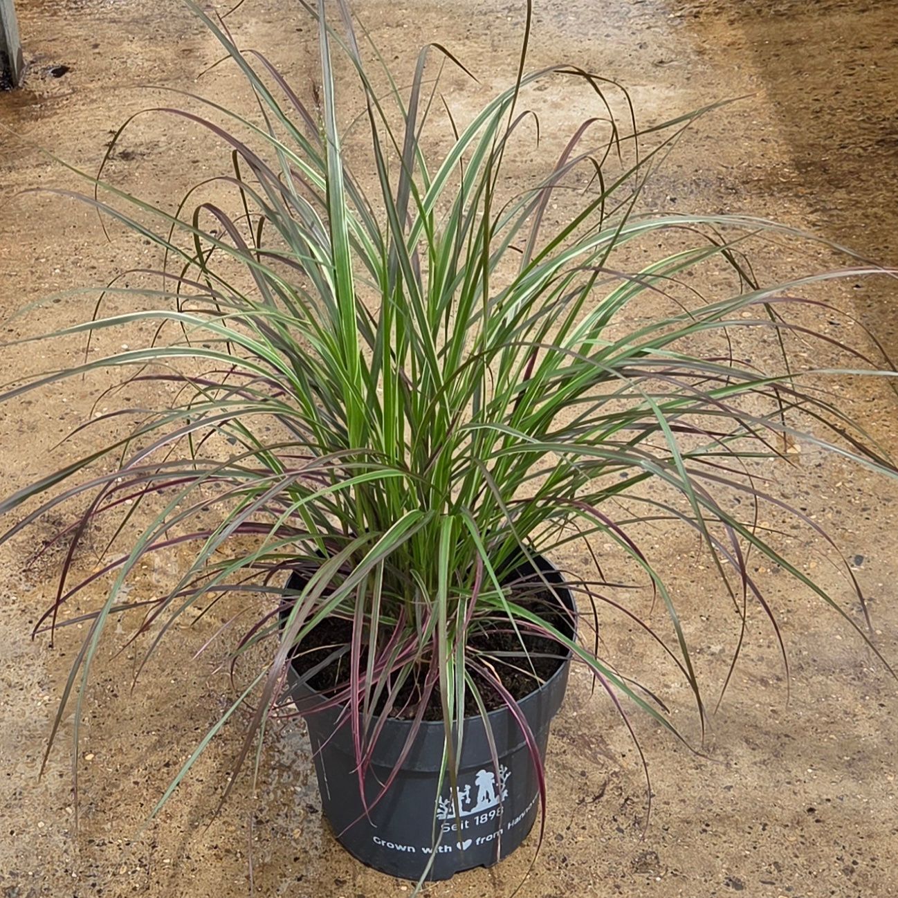 Rotes Lampenputzergras