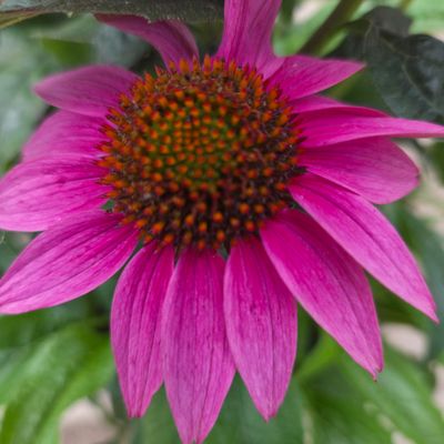 Echinacea