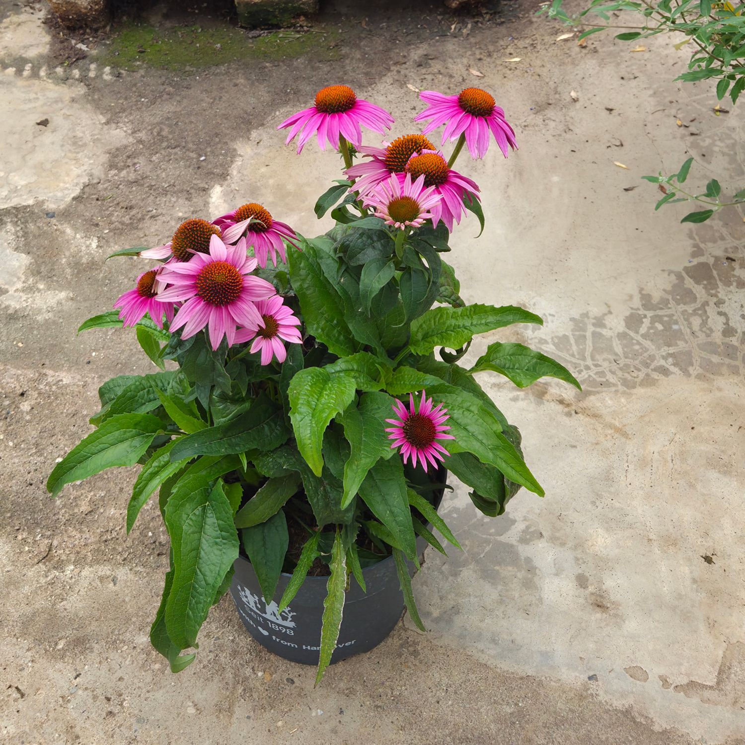 Echinacea