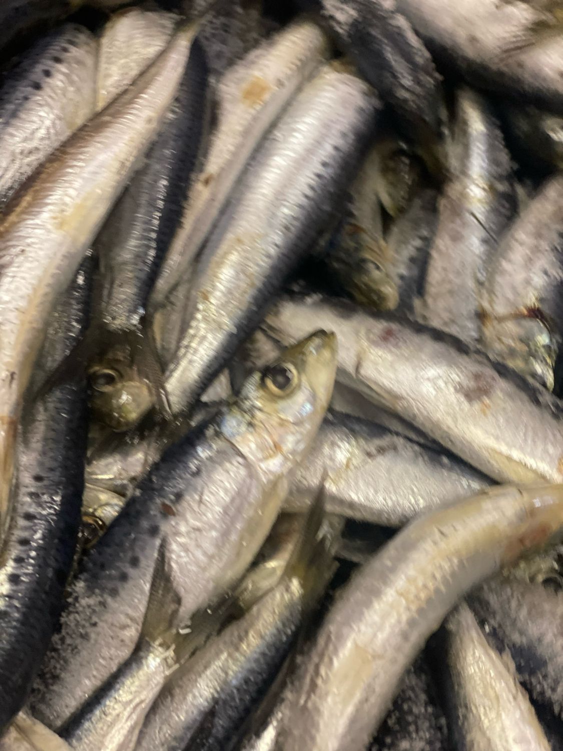 Sardines - SA Wild Caught 1kg