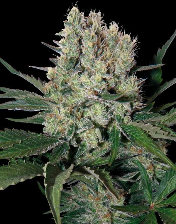 Auto Red  bull