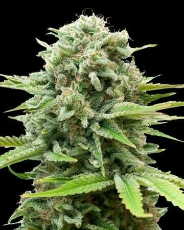 Auto Crazy Pineapple