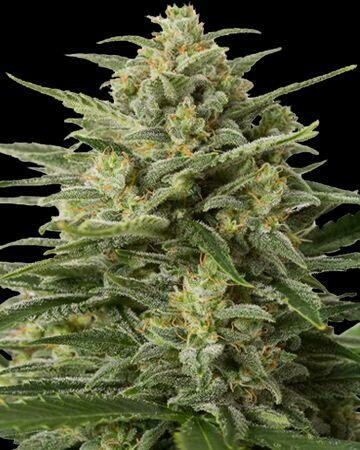 Auto Sticky Spider