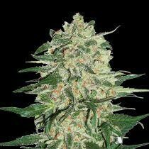 Fury Skunk
