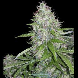 Auto TNT