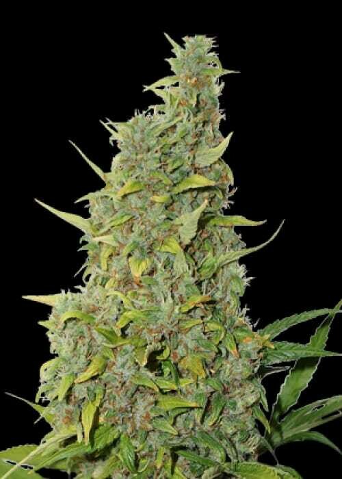Sunset Kush