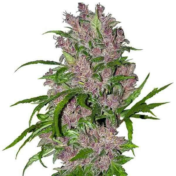 Wild Purple