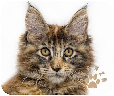 Tapis de souris chien et chat avec le nom