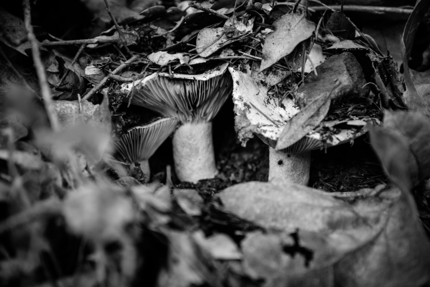 Shroom