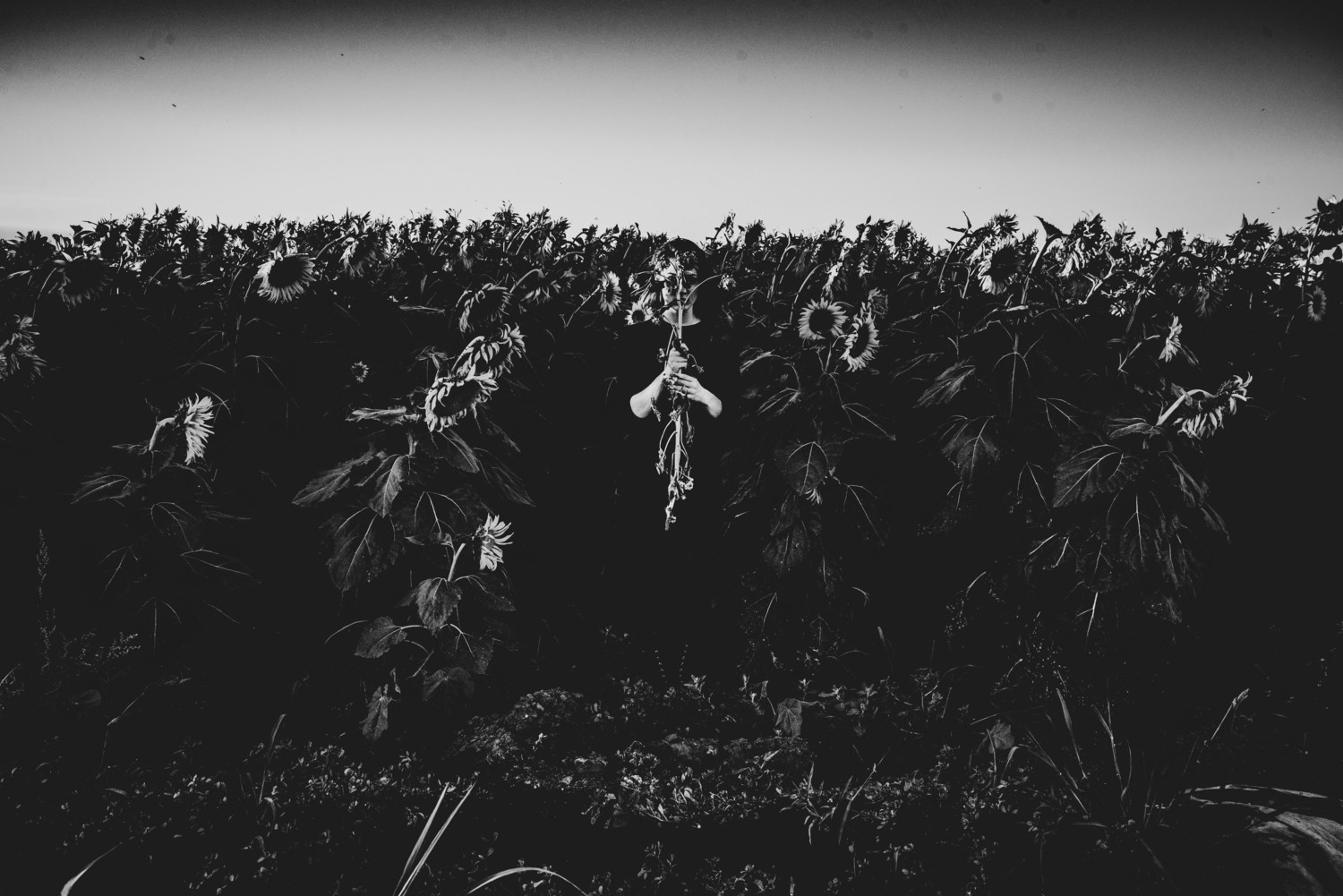 Sunflower Girl