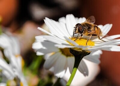 BIENEN ESSENZ - Hari Andri Winarso - Manual english or german