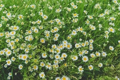 MAGISCHE KAMILLEN ESSENZ - Hari Andri Winarso - Manual english or german