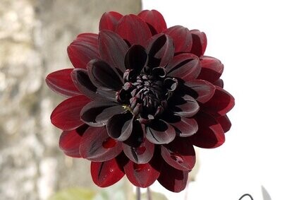 REINIGUNGSERMÄCHTIGUNG VON NEGATIVEM KARMA - Hari Andri Winarso - Manual english or german REINIGUNGSERMÄCHTIGUNG VON NEGATIVEM KARMA - Hari Andri Winarso - Manual english or german