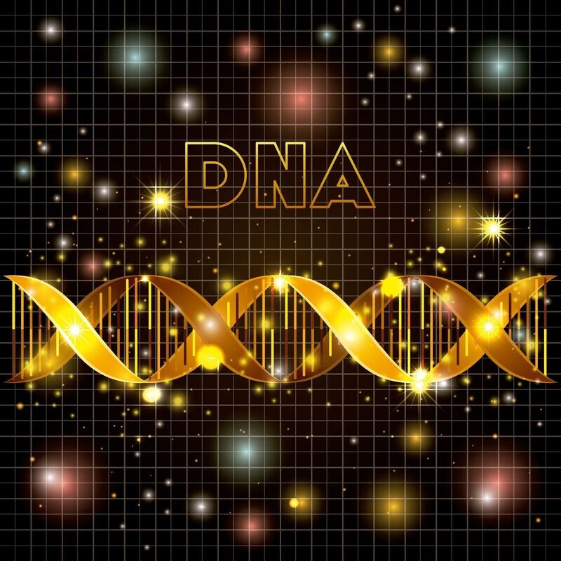 SUPER DNA LIGHT INTEGRATIVE - Fernausbildung - HANDBUCH IN DEUTSCHER SPRACHE