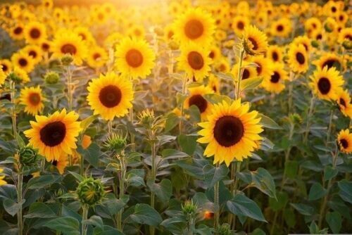 Surya Kusuma - Die Blume der Sonne - Hari Andri Winarso - Manual english or german