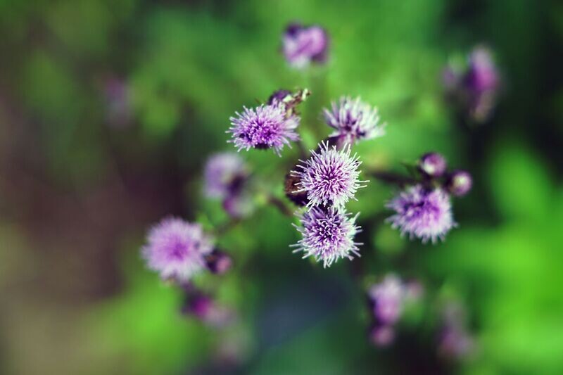 Burdock and charoite attunements - by Ramón Martínez López
