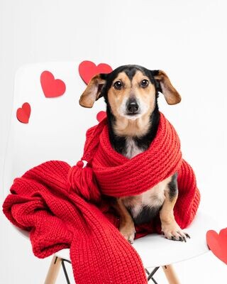 DOG HEARTBEAT ENERGY - Lavinia Sina Szendrei - HANDBUCH IN DEUTSCHER SPRACHE