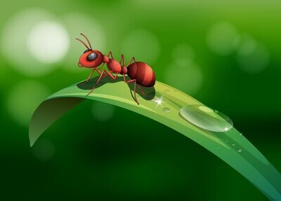 Mächtige Ameisen-Energetik - Jalu Wasonoadi - MANUAL IN GERMAN OR IN ENGLISH