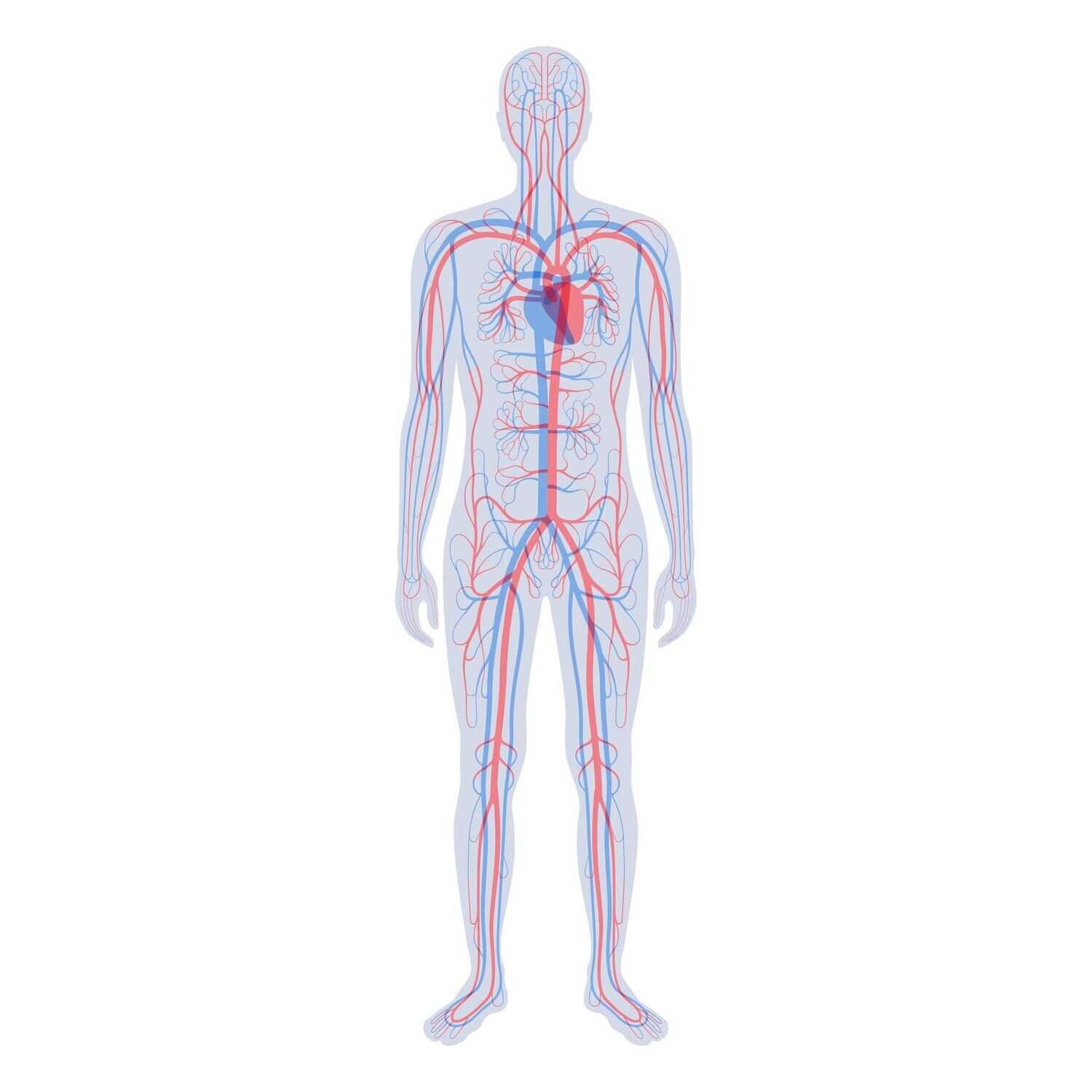 CIRCULATORY SYSTEM CLEANSING AND MAINTENANCE ATTUNEMENT - by Hari Andri Winarso - 2023
